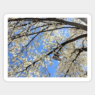 Brooklyn Blossoming Tree Sticker